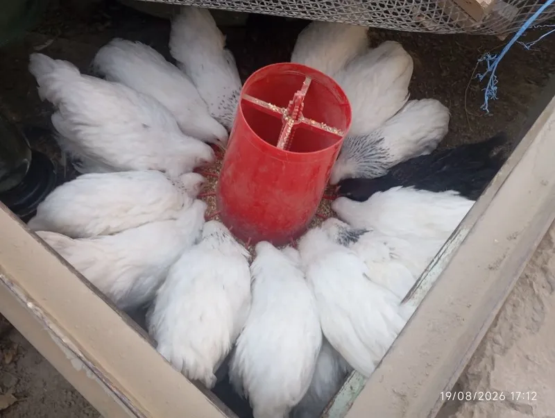 Birama tovuq xorozlari 6 Birama tovuq xorozlari 6