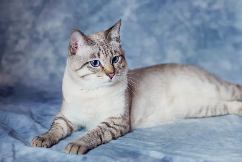 Mushuk,Кошка 2 Mushuk,Кошка 2