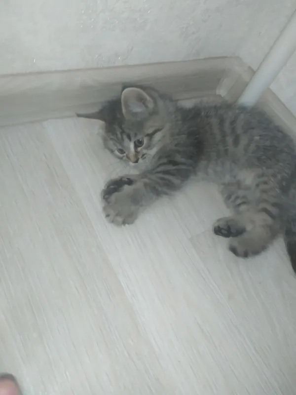 Котята 8