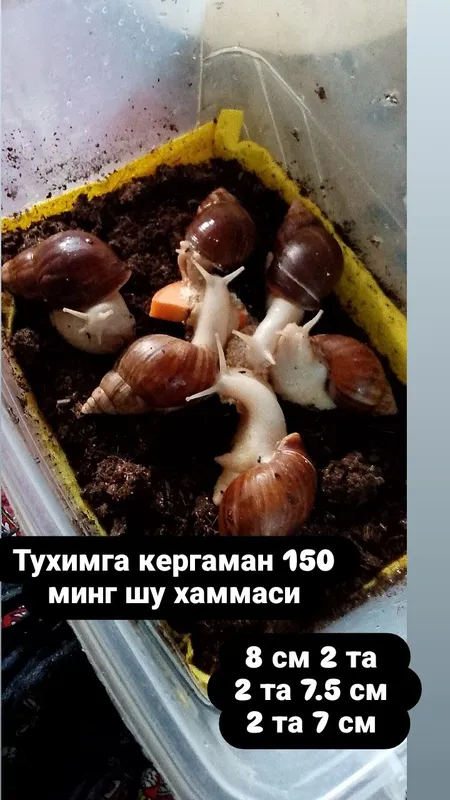 улитка