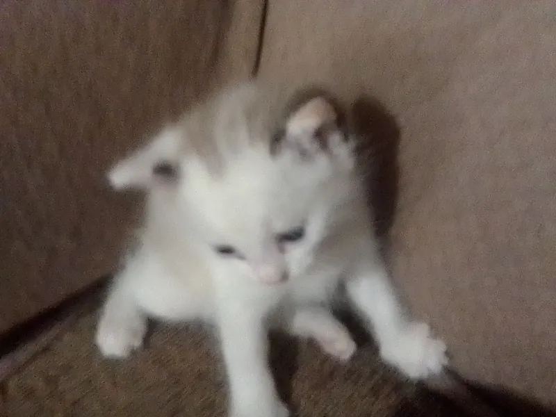 котята