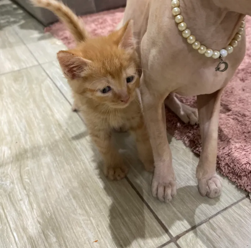Котята 🧡 6