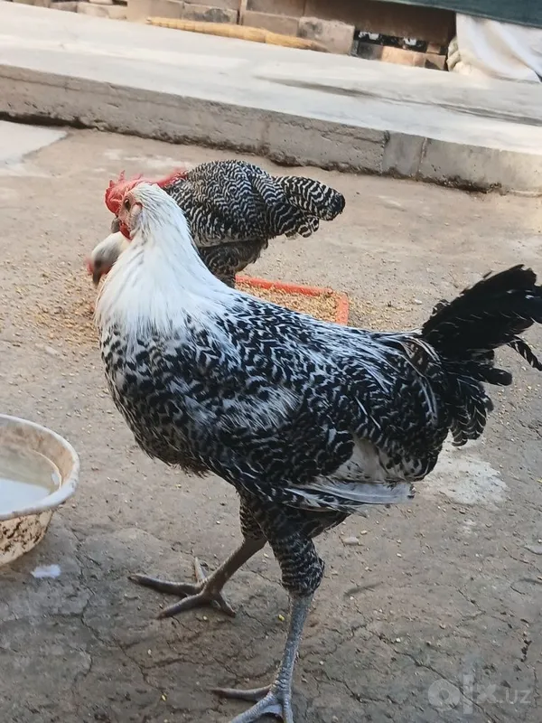 Xo‘roz sotiladi narxi kelishiladi Yirik, sog‘ 2 Xo‘roz sotiladi narxi kelishiladi Yirik, sog‘ 2