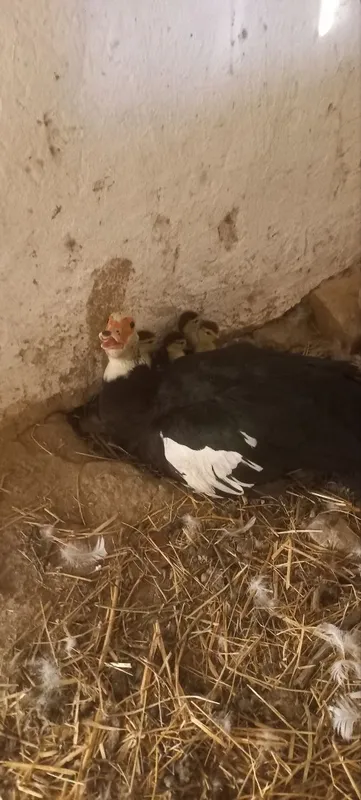 Indautka va urdakchalar 2 Indautka va urdakchalar 2