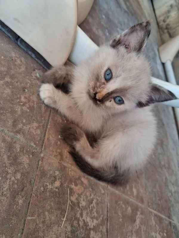 Сиамский котёнок и рыжий лохматик 5 Сиамский котёнок и рыжий лохматик 5