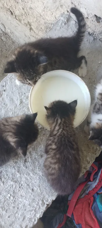 shvetsaristki chiroyli uy mushugi tarbiyali