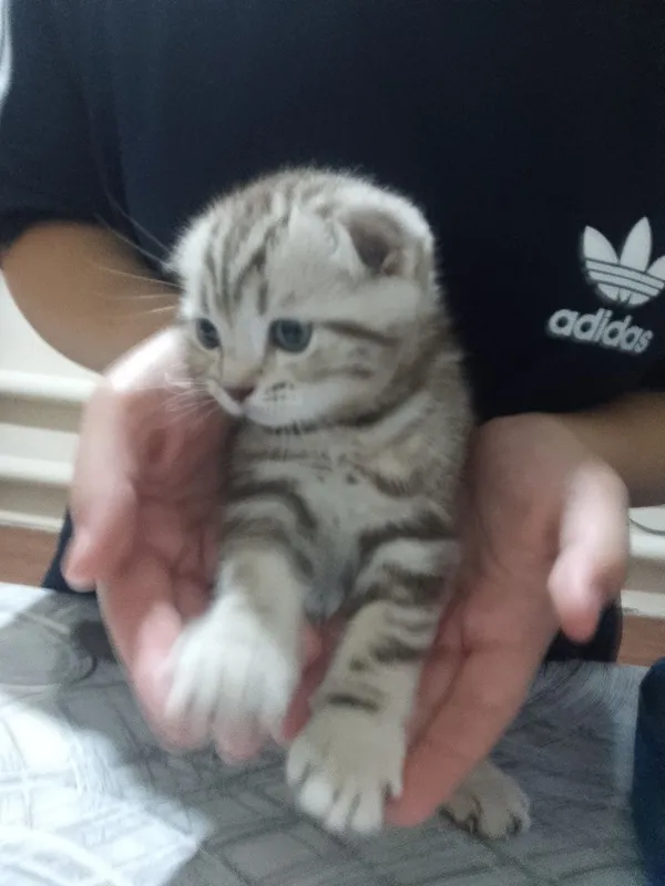 Веслоухий котенок,мальчик 1