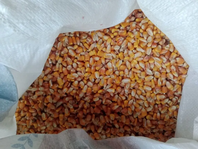 Makka joʻxori doni yemga karmavoy. 5 tonna bor 2 Makka joʻxori doni yemga karmavoy. 5 tonna bor 2