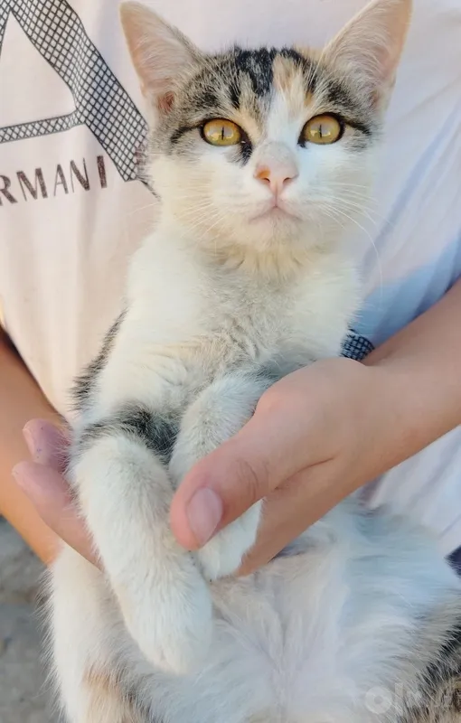 Кошка, 4 месячная 2 Кошка, 4 месячная 2