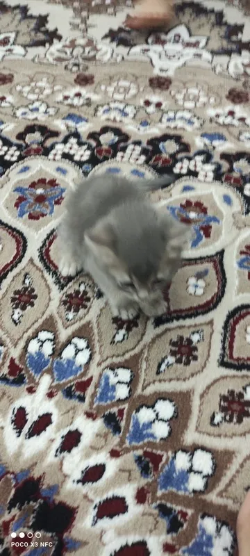 Mushukcha sotiladi zoti British Shorthair l 1 Mushukcha sotiladi zoti British Shorthair l 1