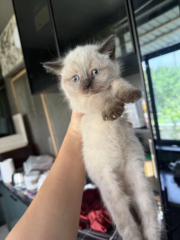 Котенок девочка кз бола сиамский любит играть активный кушает уже сама