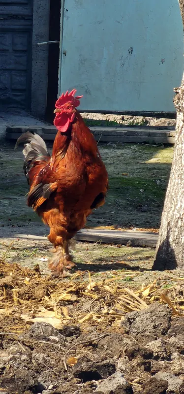 Xoʻroz sotiladi duxi baland