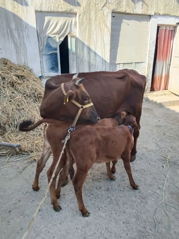 Mol sotiladi. Tez va arzon narxda 1 Mol sotiladi. Tez va arzon narxda 1
