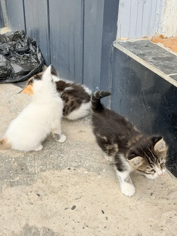 Уй мушукчалари. Кошки — фото 2