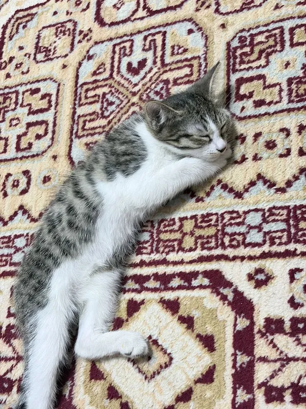 Отдам в хорошие руки! 3