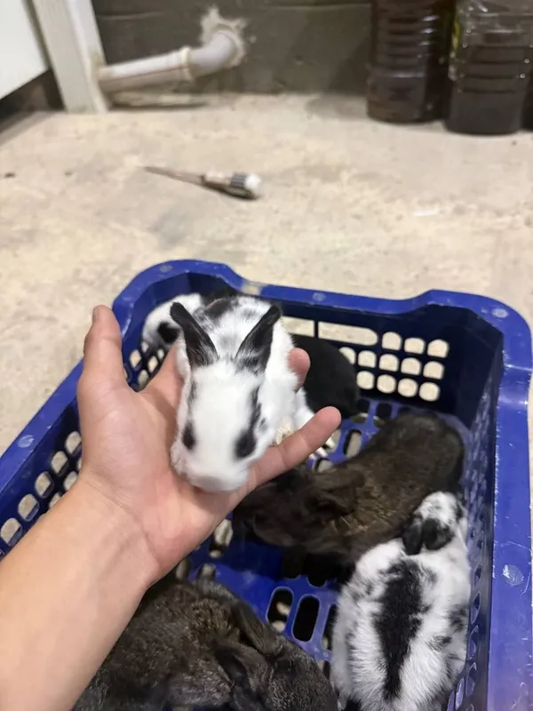 Подарочный куёнчалар