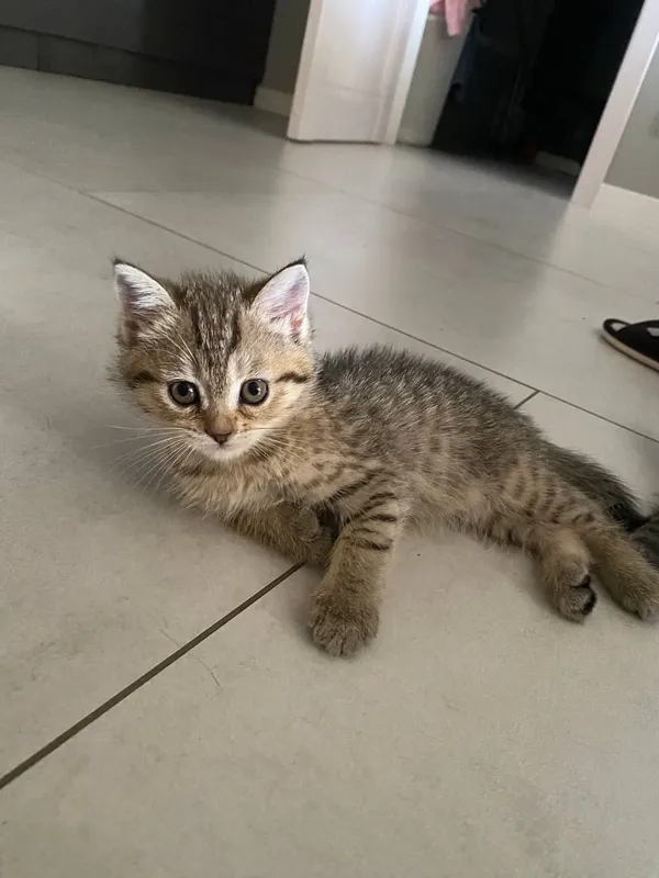 продаются котята — фото 3 продаются котята — фото 3