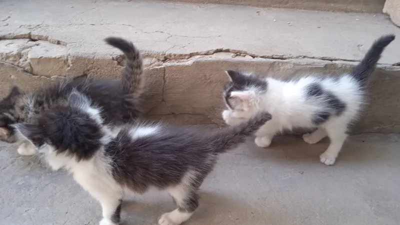 котята, котята,