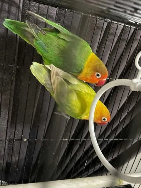 Video suhbat: yigit bir qiz bilan janjallashmoqda