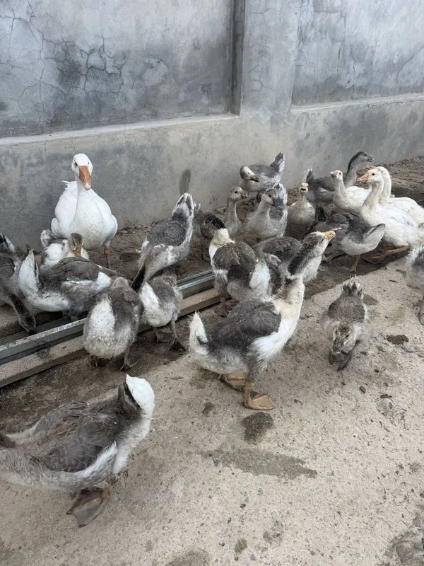 G’ozlar sotiladi 7 G’ozlar sotiladi 7