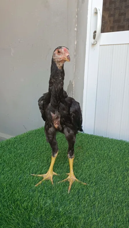 Joja xoroz sotiladi 3