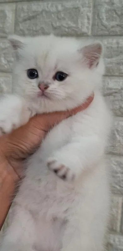 Кошка Белая шиншилла