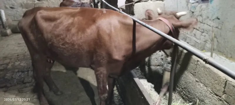 Ona bola sigir sotiladi 3 Ona bola sigir sotiladi 3