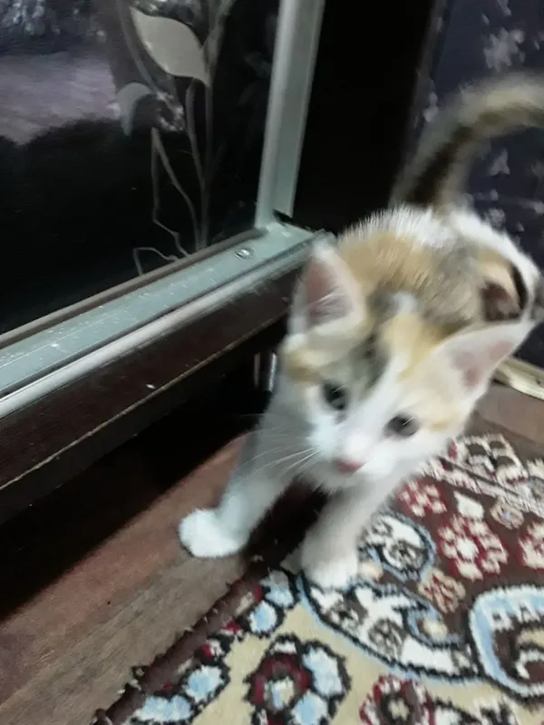 Котята в добрые руки 4
