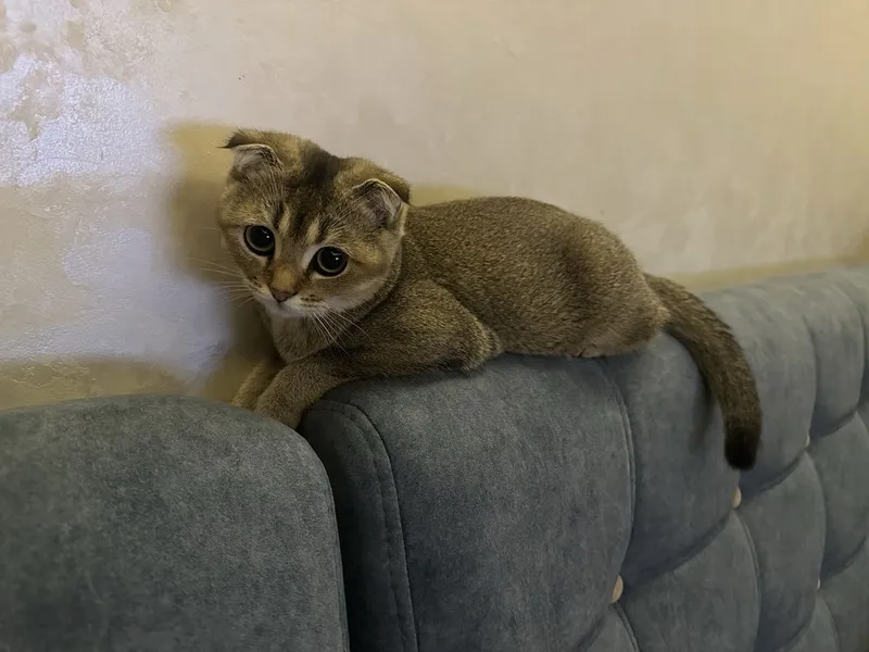 Зотдор мушук қиз бола 1 Зотдор мушук қиз бола 1