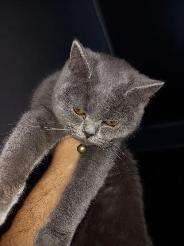 SCOTCH "Mushuk"