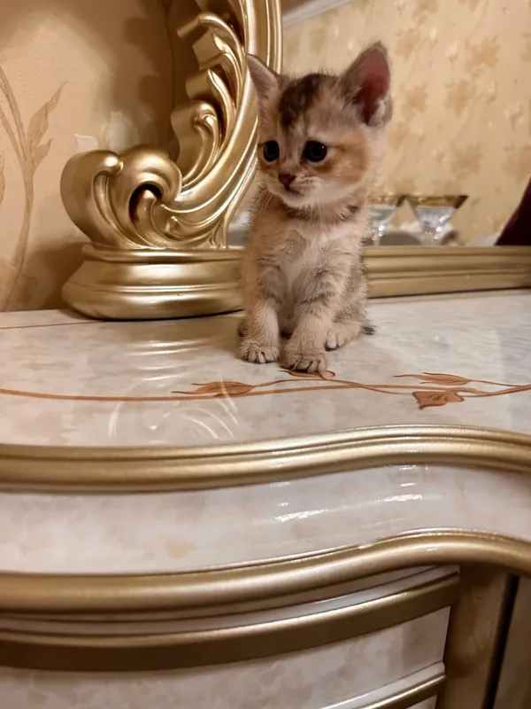 голд шиншила — фото 3