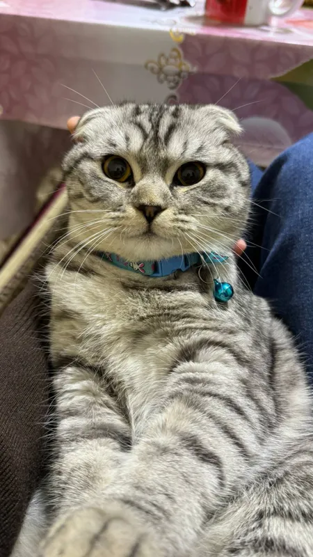 Кот Scottish Fold, 1 год 2