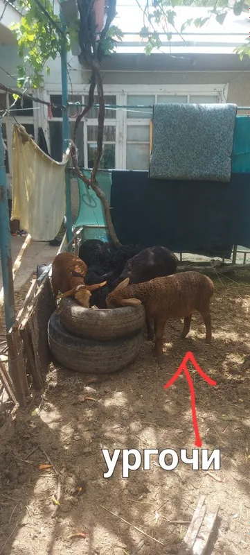 Кузи 3 та эркак 5 ургочи соглом