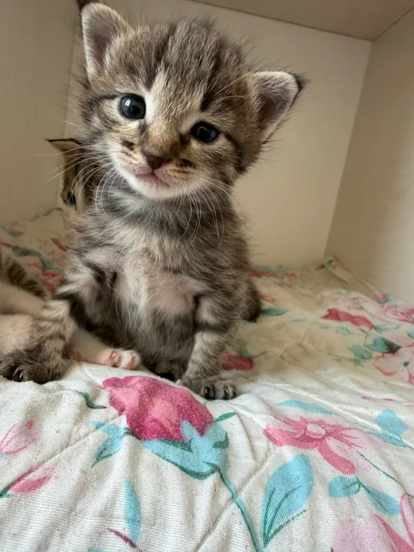 Кошка 3