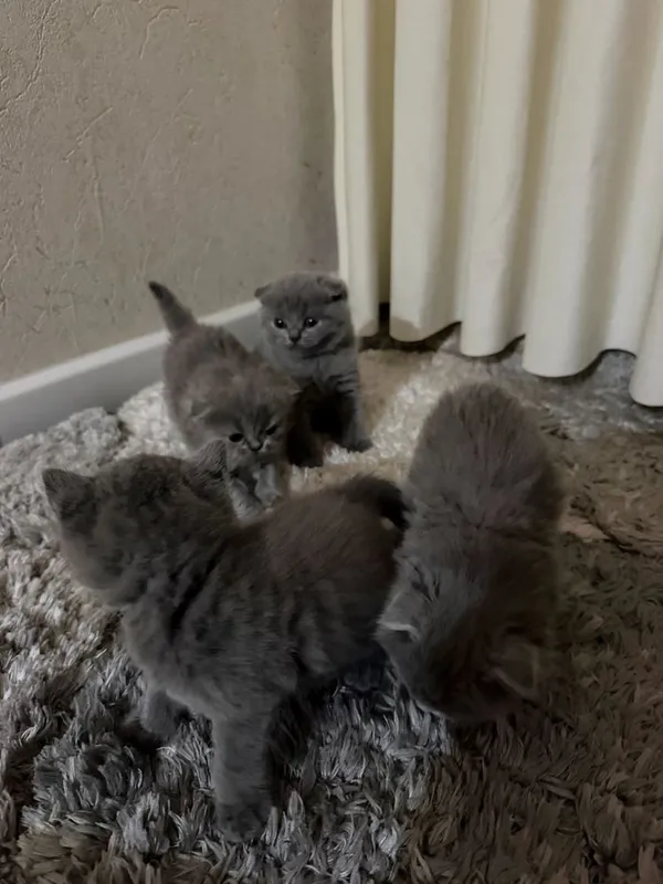 Красивые серые котята, здоровые и игривые — фото 2