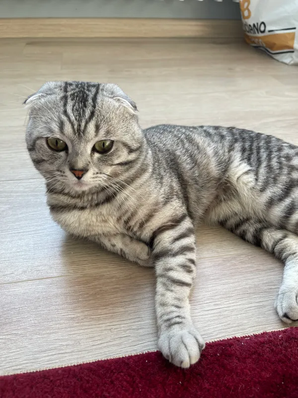 Шотландский вислоухий кот для вязки — фото 1 Шотландский вислоухий кот для вязки — фото 1