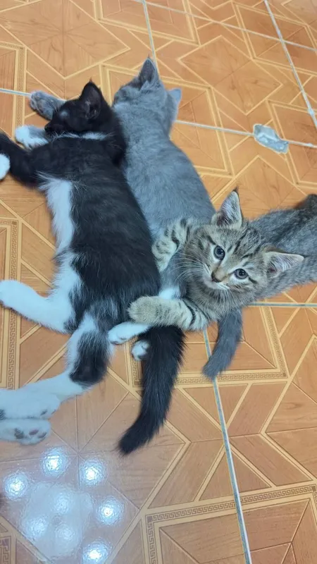 Отдам даром котят — фото 1