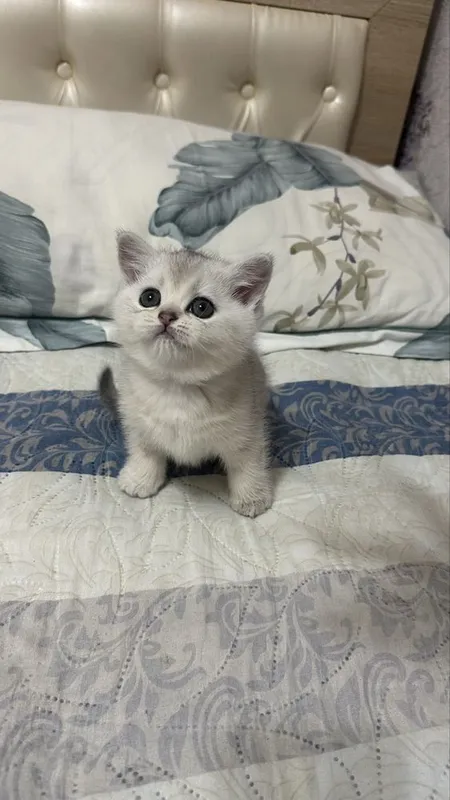 Котёнок серибристая шиншила 2 месяца девочка! 2 Котёнок серибристая шиншила 2 месяца девочка! 2