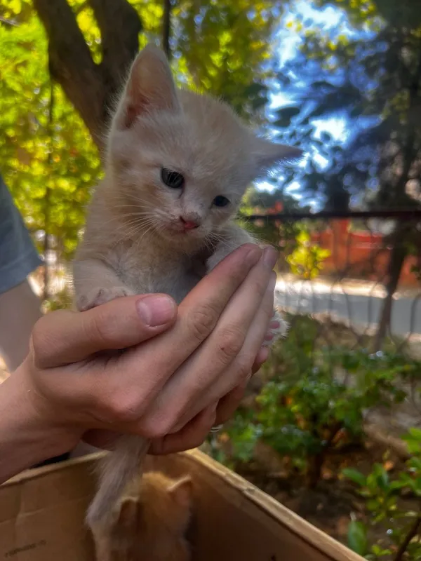Котята в добрые руки 4 Котята в добрые руки 4