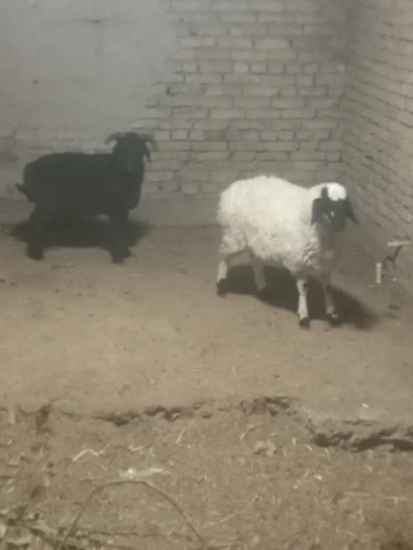 Tagalchala sotiladi. Badanchasi zur.