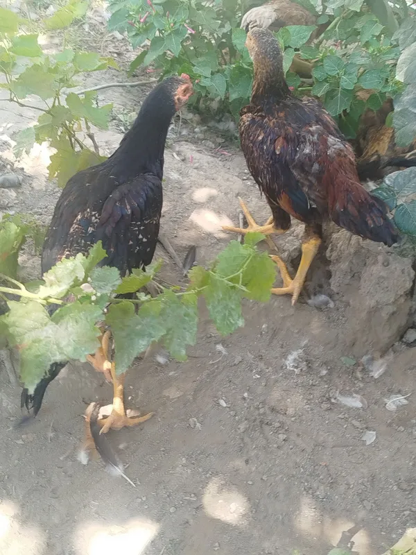 Dakan zotli jo'jalar. Vaksina qilingan. Bir yarim oylik. Soni 17ta 2 Dakan zotli jo'jalar. Vaksina qilingan. Bir yarim oylik. Soni 17ta 2