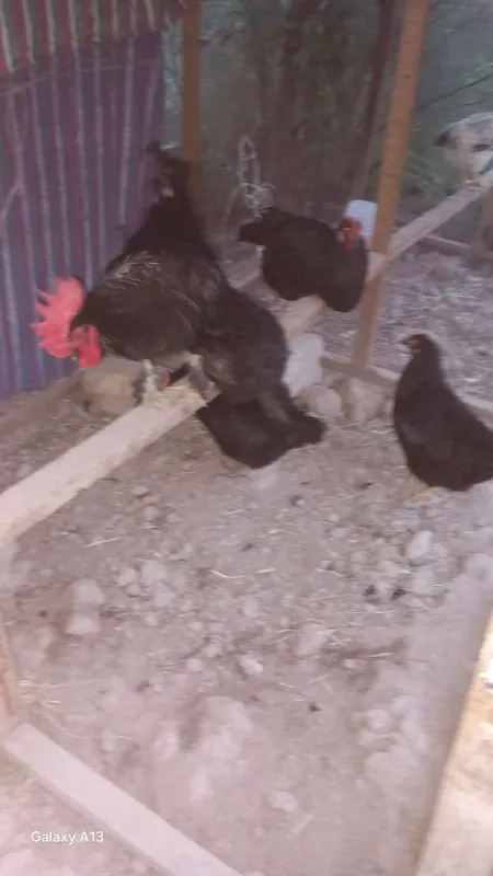 Andijon qora tovuqlari tuxum zakaz olamiz 2