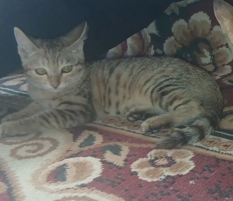 Котята 4-месячные. Отдаются в хорошие семьи. 6 Котята 4-месячные. Отдаются в хорошие семьи. 6