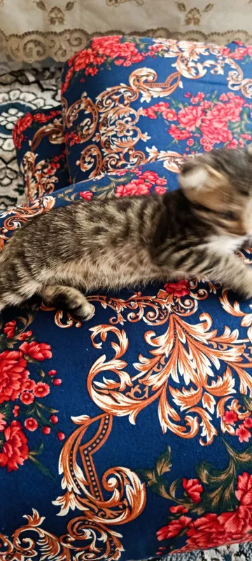 Бенгальские кот с 1 Бенгальские кот с 1