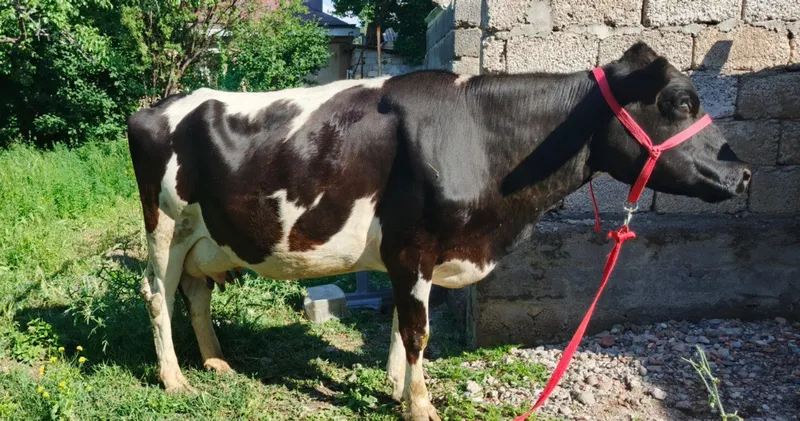 Rasiskiy sigir ona bola