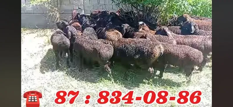 xisori qozi qochqorlat
