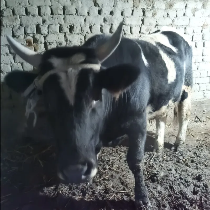 Buqa sotlad zot gegant parodadan