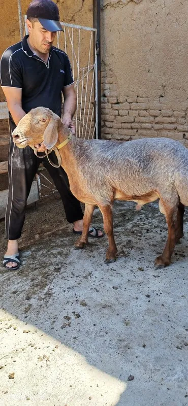 quchkor sotiladi 2