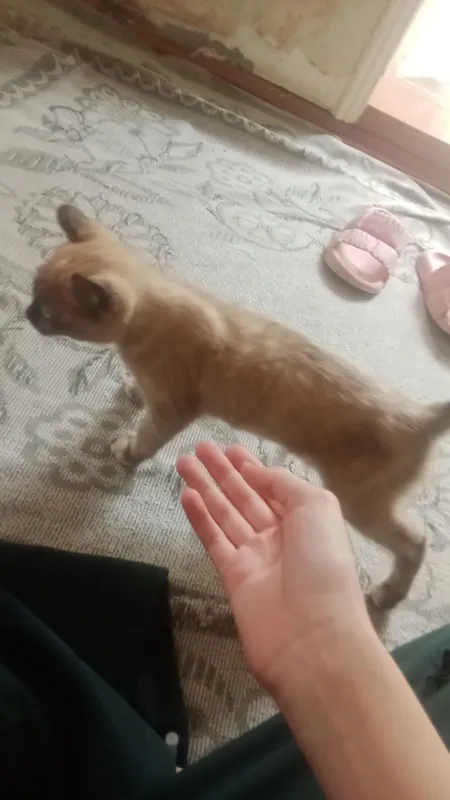 mushuk... кошка — фото 2