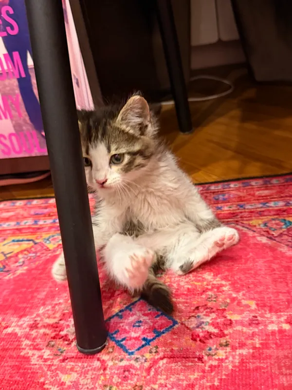 Котенок в добрые руки